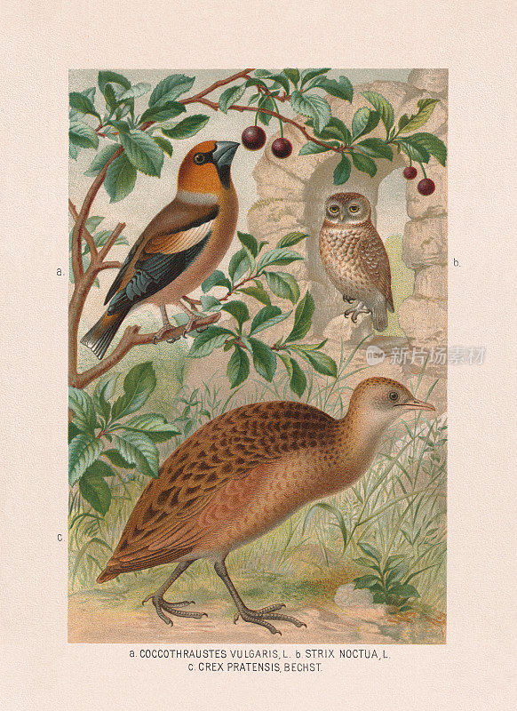 雀鸟，猫头鹰，轨道:Hawfinch, little owl, and crake，彩色版，1887